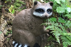 2019-09-28-racoon